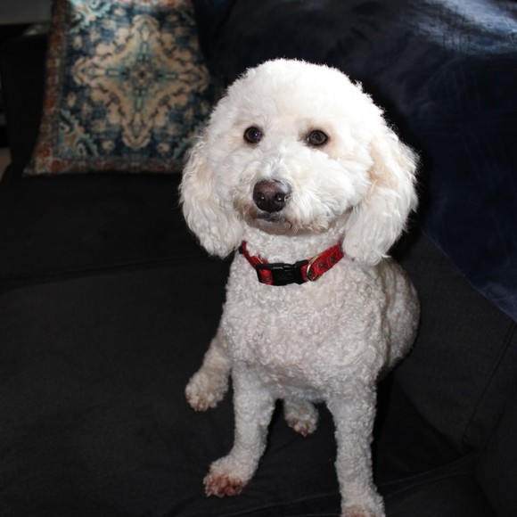 Meet your Posher, Theresa - Picture 1 of 1